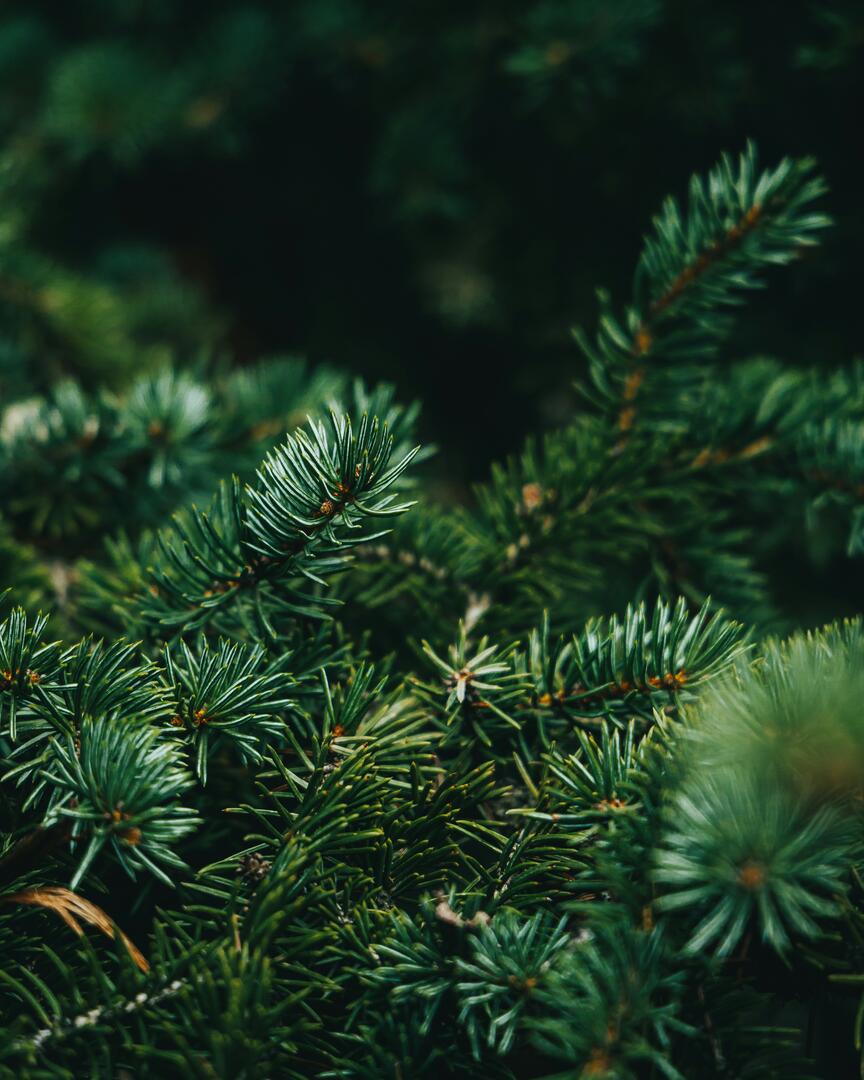 Sylvothérapie en Ariège - A la rencontre du Sapin