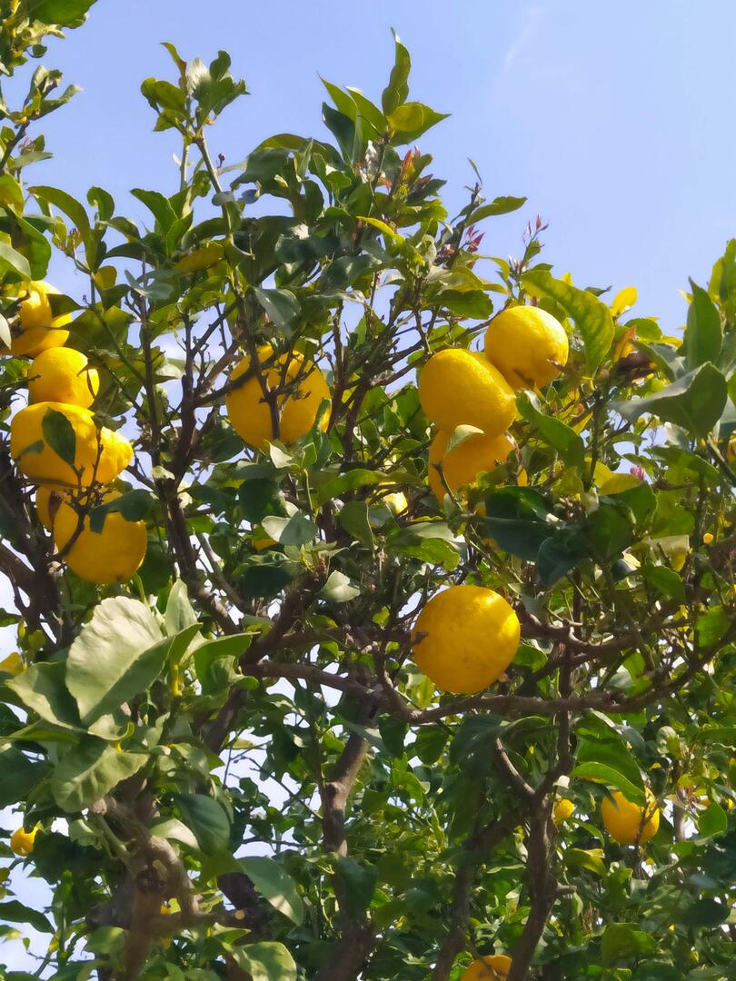 Citronniers