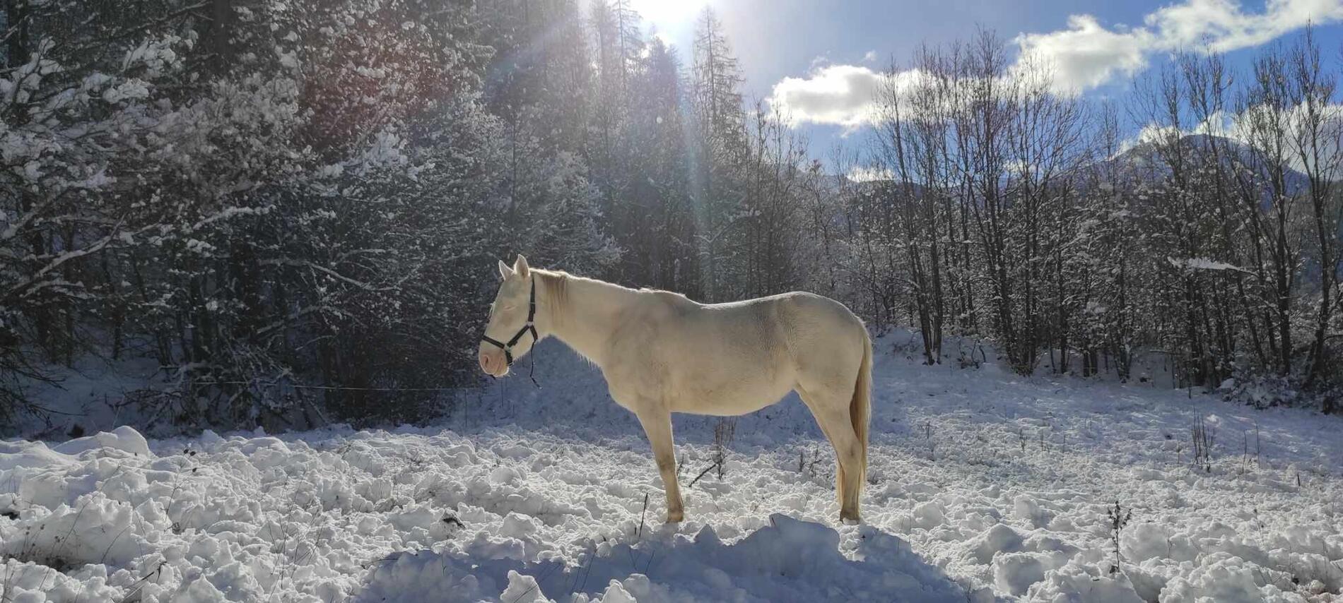 Les Cham'poneys Orcières