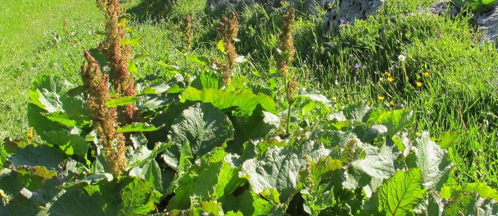 plantes utiles