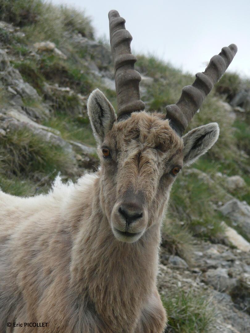 Le bouquetin et sa curiosité