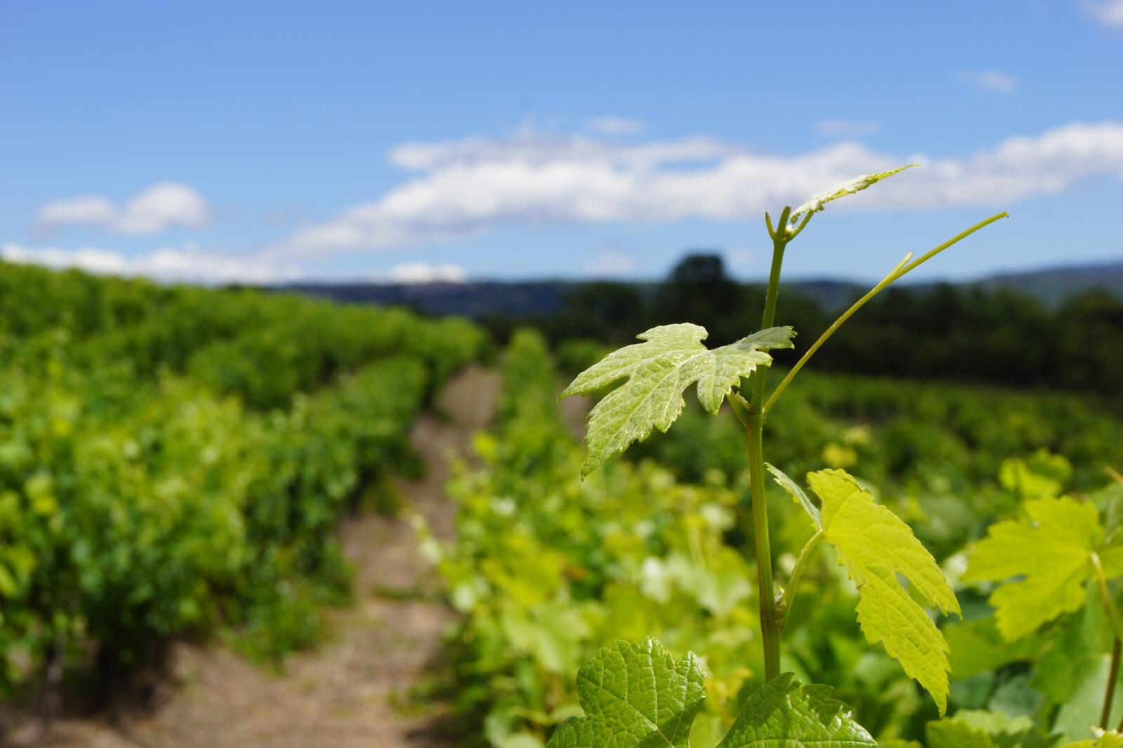 Vigne de Font Alba