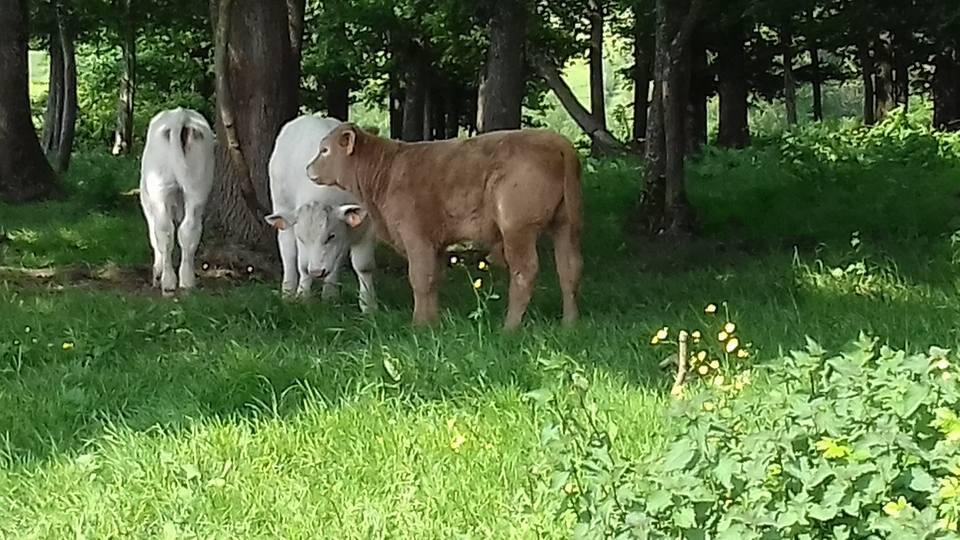 vaches - cover facebook