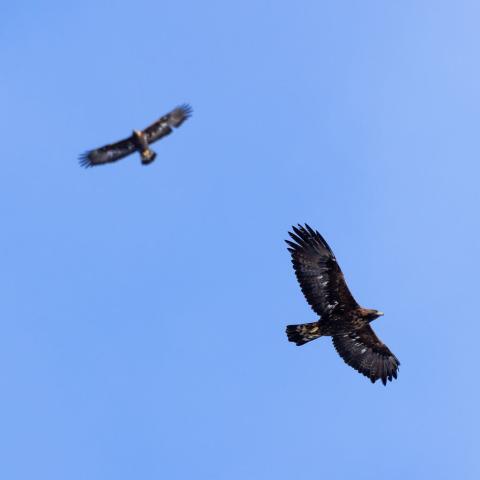 Balade découverte des rapaces_Saint-Michel-de-Chaillol