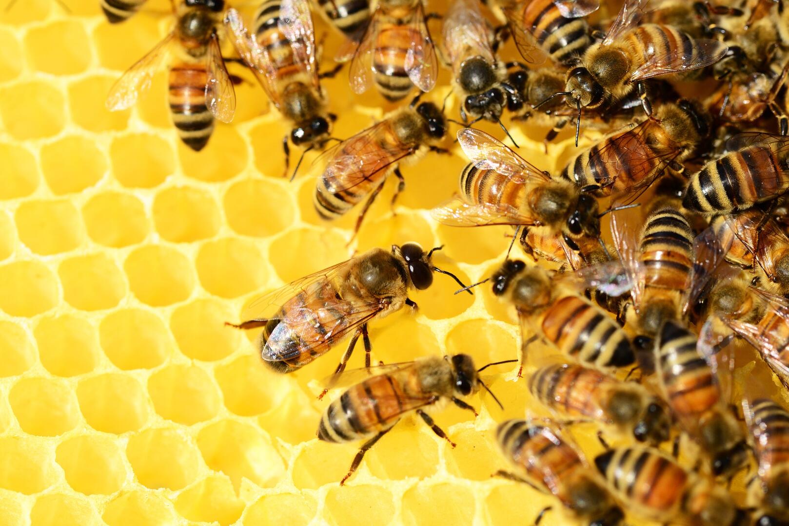 Abeilles