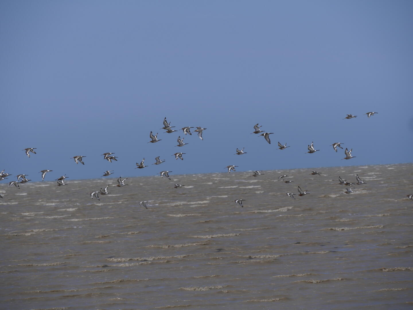 Printemps des réserves naturelles, rendez-vous à Moëze-Oléron_Saint-Froult
