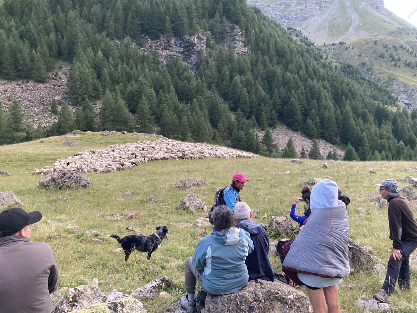Suivi d'une transhumance vers le Refuge du Tourond_Champoléon