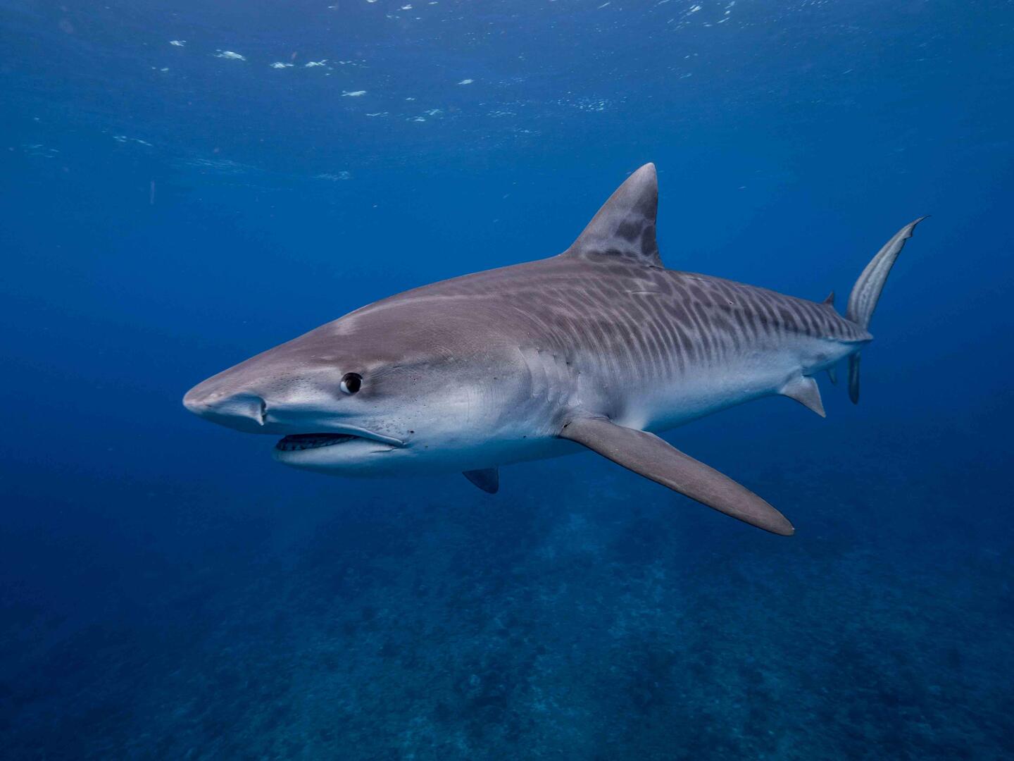 Le Trou Aux Requins - Tahiti Tourisme