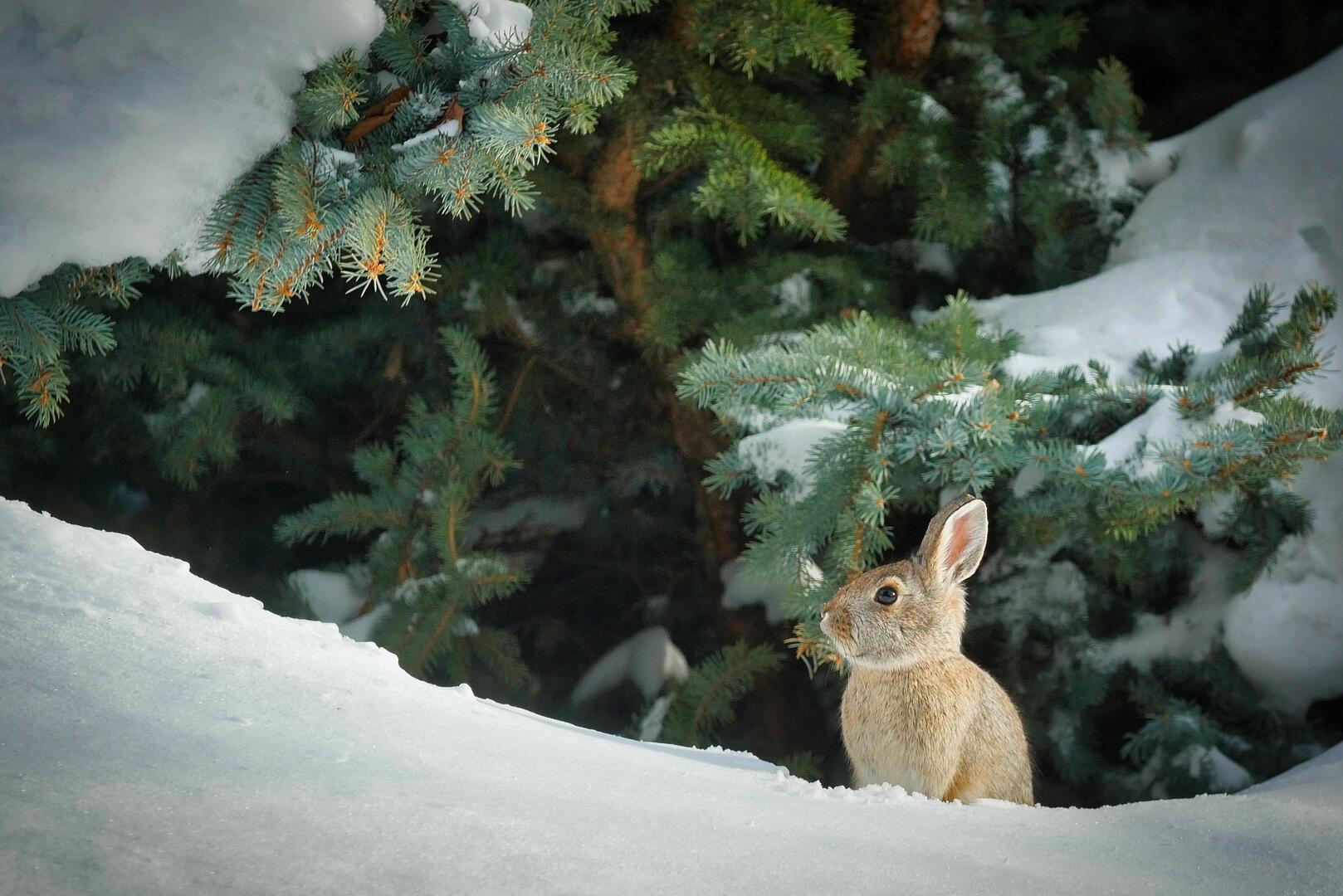 Chasse aux œufs sur les pistes_Val-d'Isère