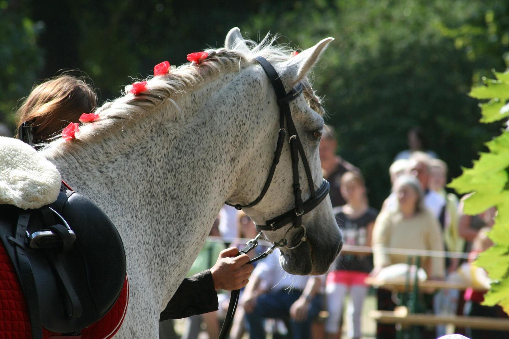 Concours de Dressage International 4* - Jiva Hill_Crozet
