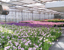 Visite guidée - Les serres municipales_Montauban