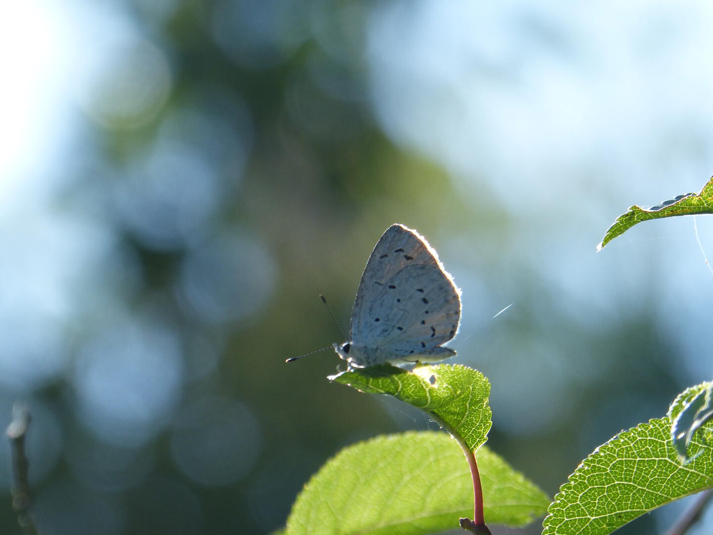 Azuré, observer le tout petit