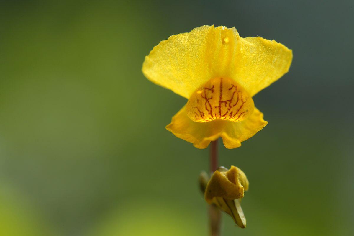 Utriculaire