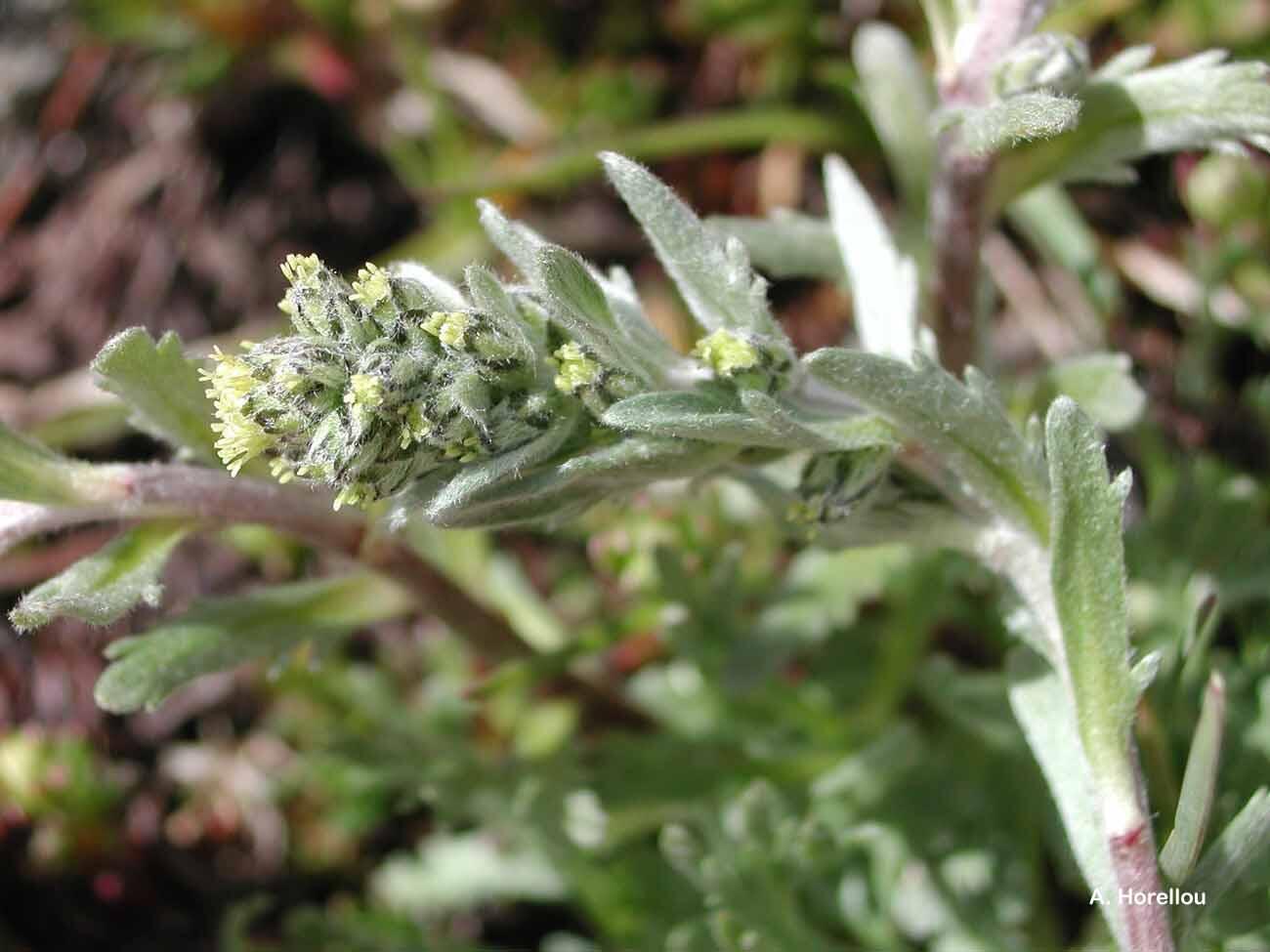 Diaporama "Stratégie des plantes de nos montagnes"_Molines-en-Queyras