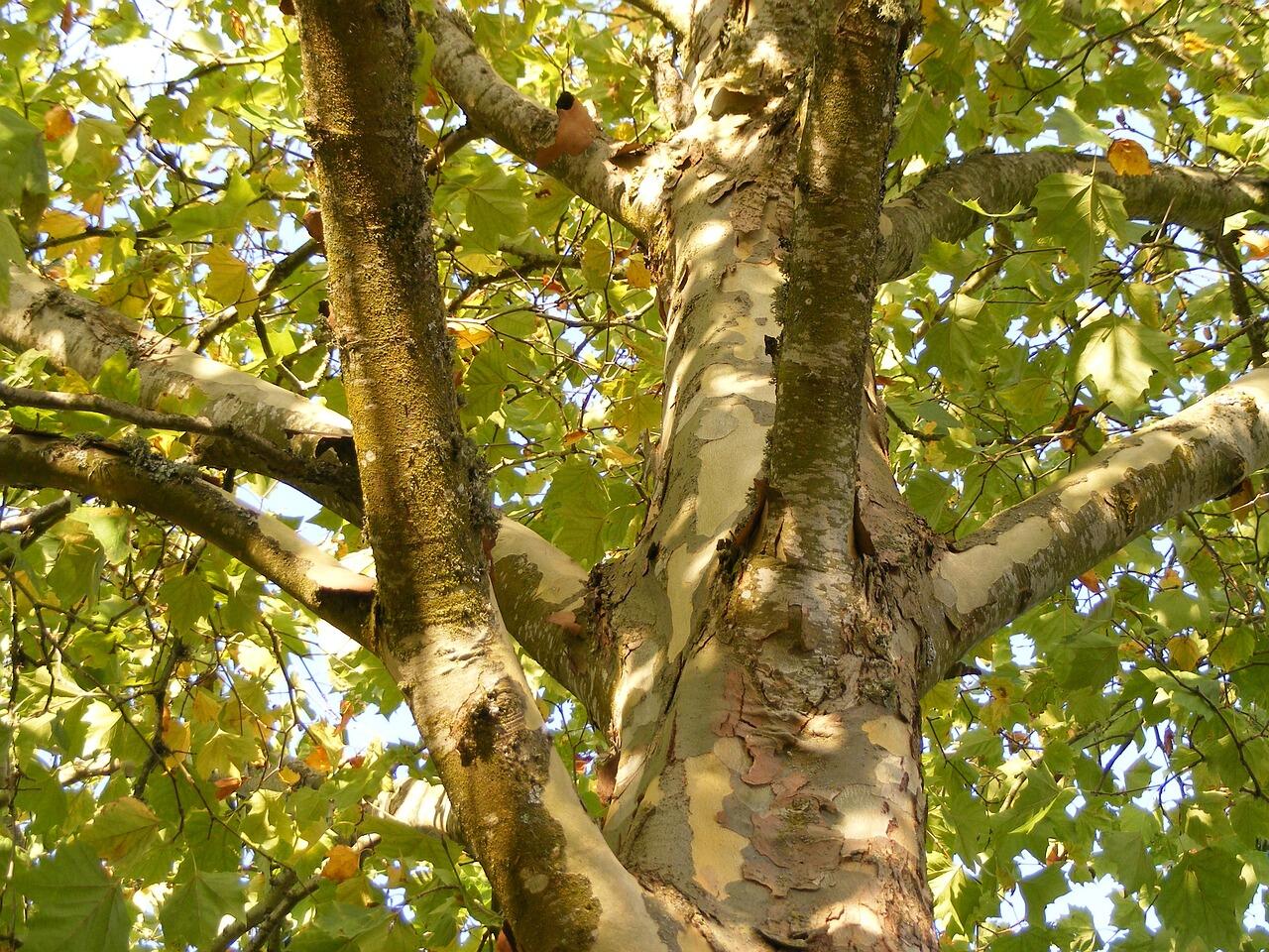 Les mystères de la nature_Arcon