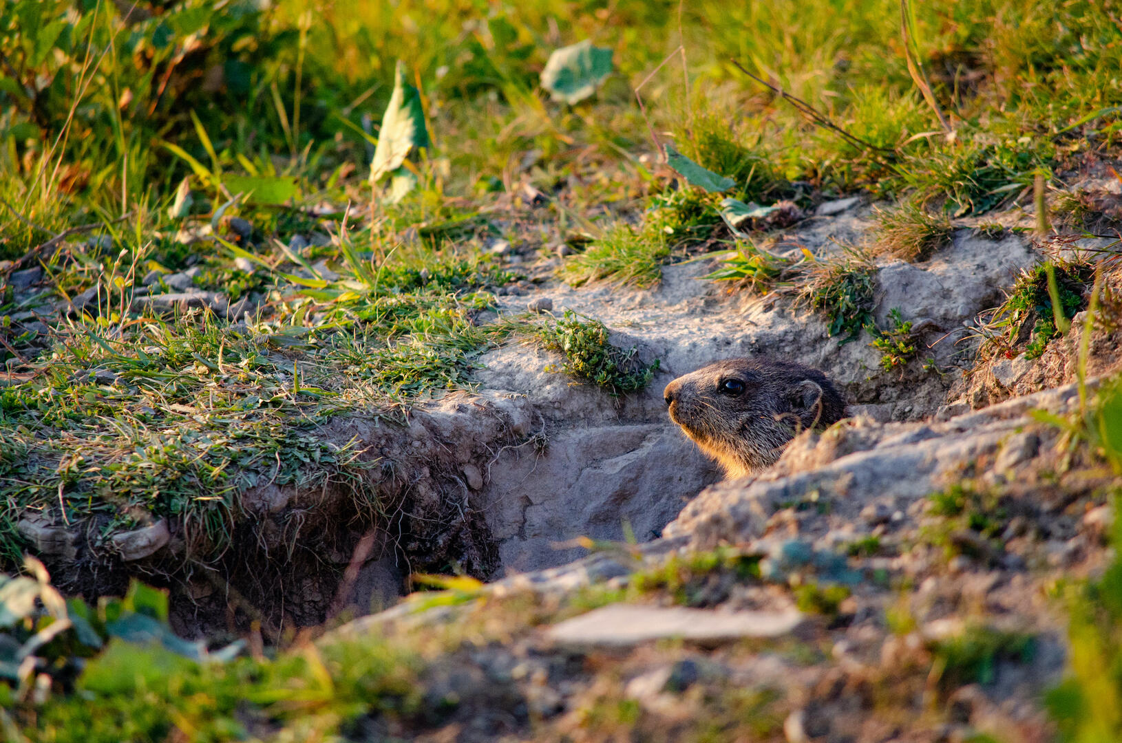Marmotte