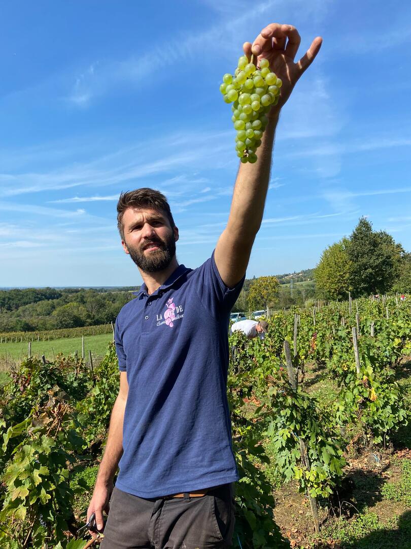 Vendanges 2024
