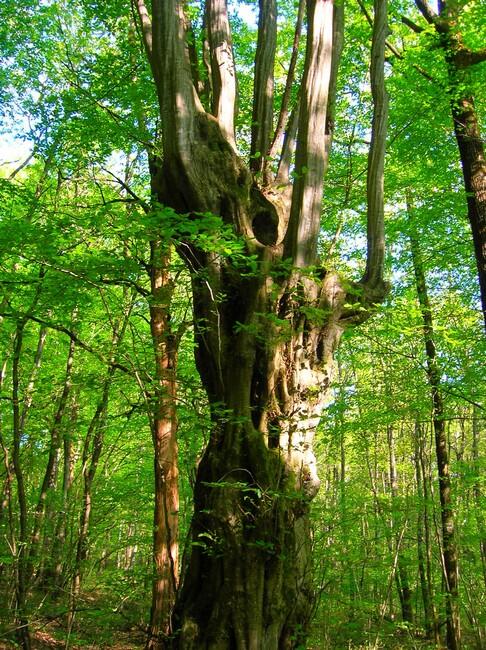 Arboretum, la nature se raconte, écoutez-là !_Bresse Vallons
