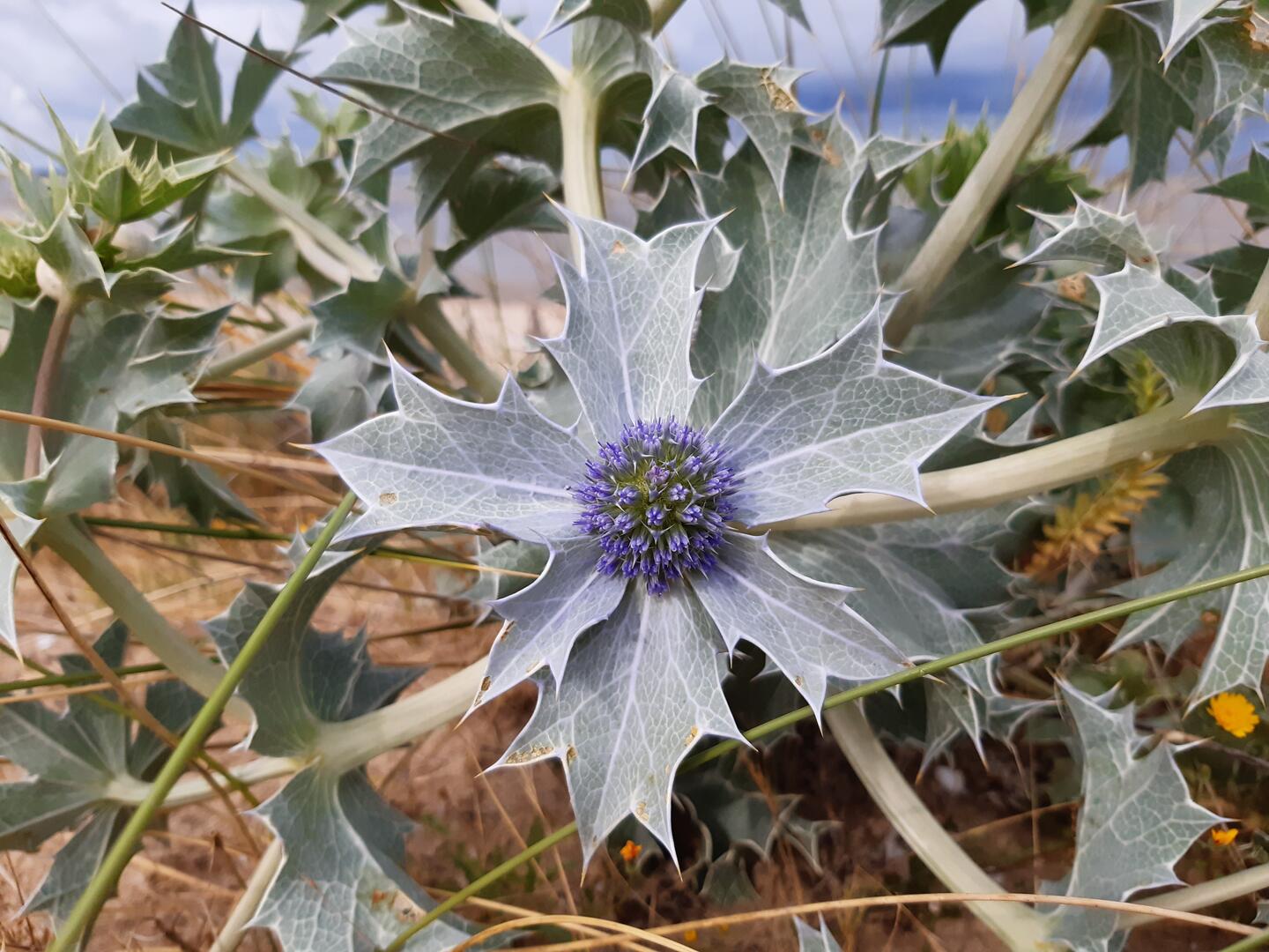 La flore de la dune