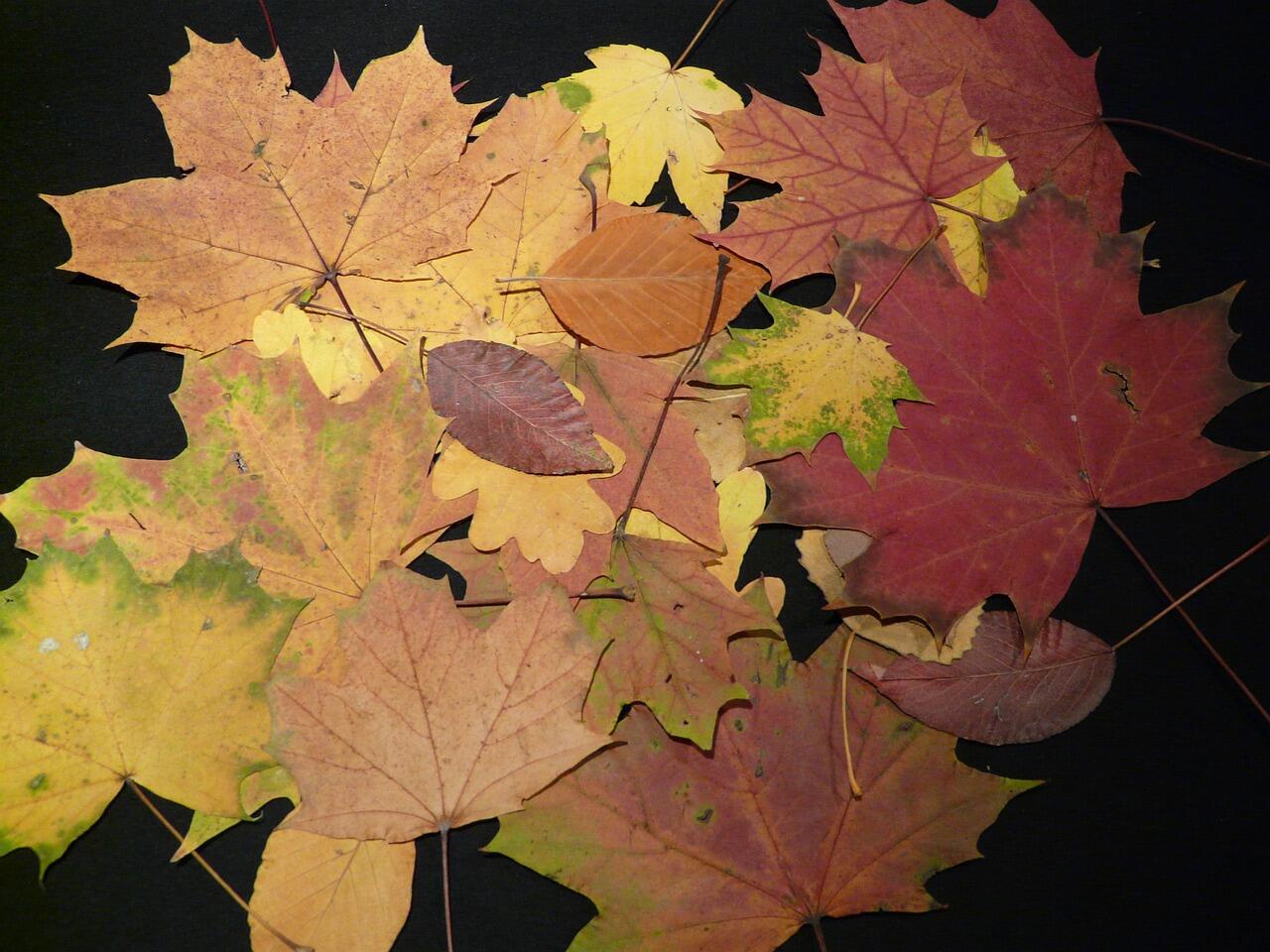 Atelier cueillette et herbier_Le Noyer