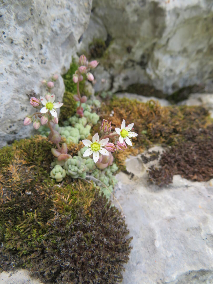 Inventaire participatif de la Flore urbaine - Saint-Ismier_Saint-Ismier