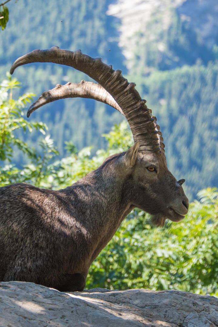Les animaux de montagne