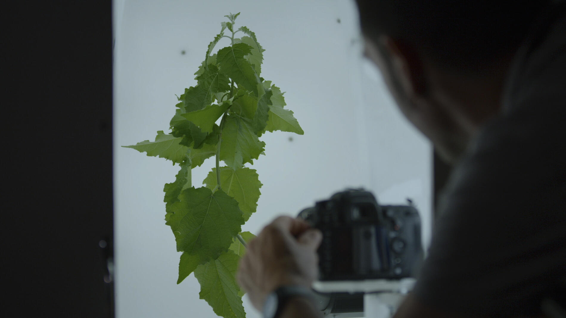 Atelier Les adaptations des plantes (dès 10 ans)_Bourg-en-Bresse