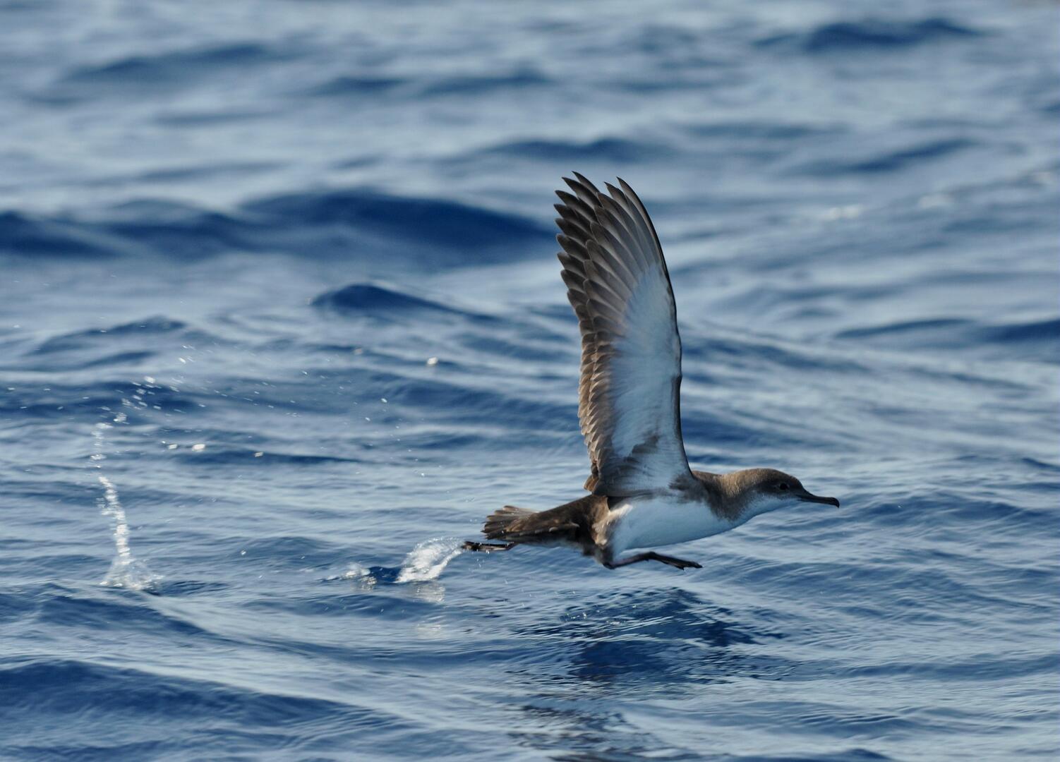 Puffin yelkouan au décollage