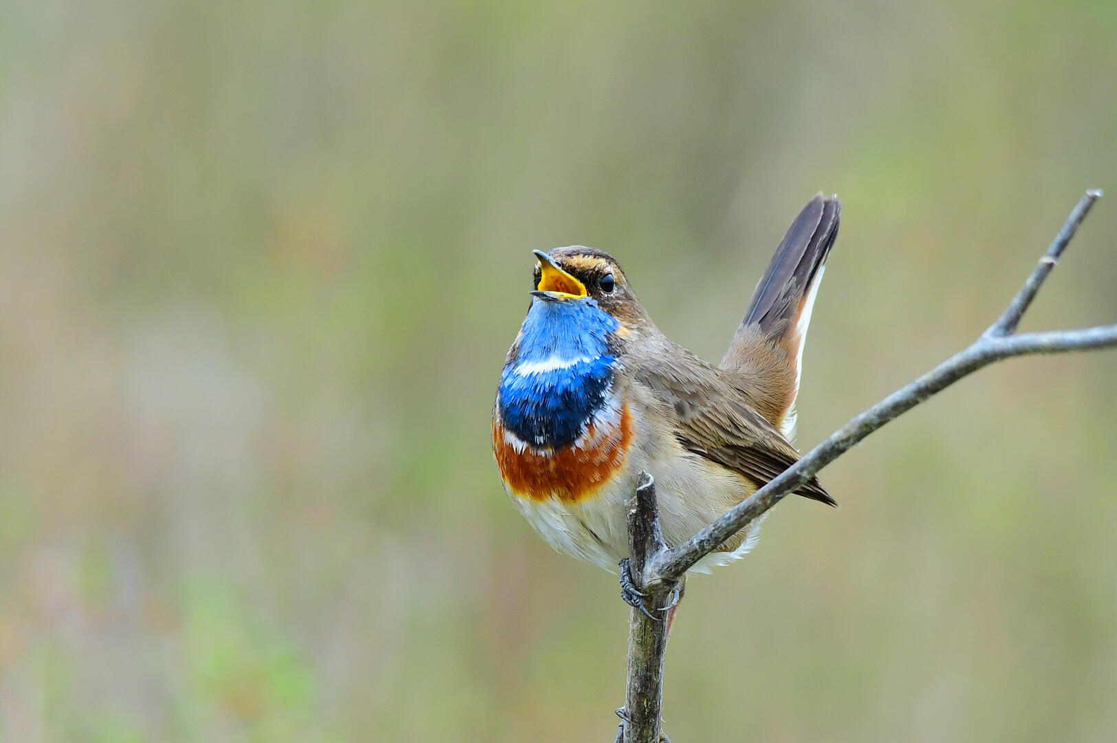 Reserve-Moeze-Oleron-LPO-Le-printemps-des-gorgebleues