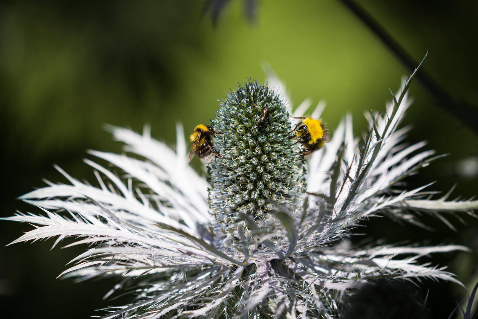 Fleur