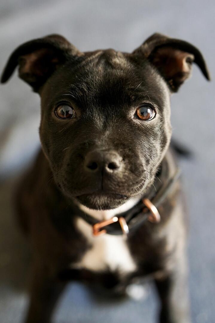 Nationale d’élevage : Staffordshire Bull Terrier_Cérilly