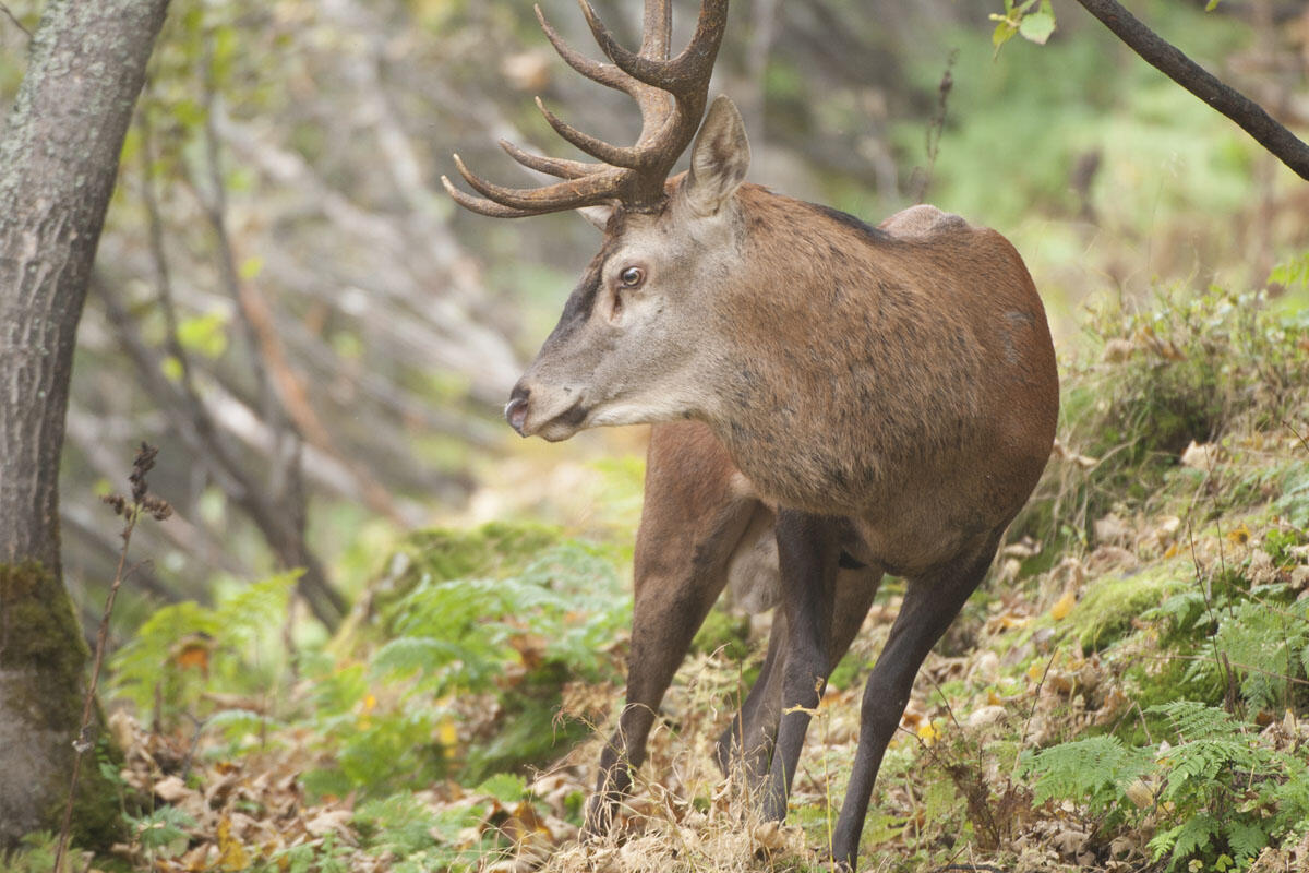 Brame du cerf