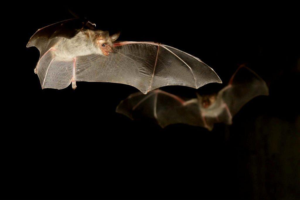Soirée chauves-souris à Poligny_Le Noyer