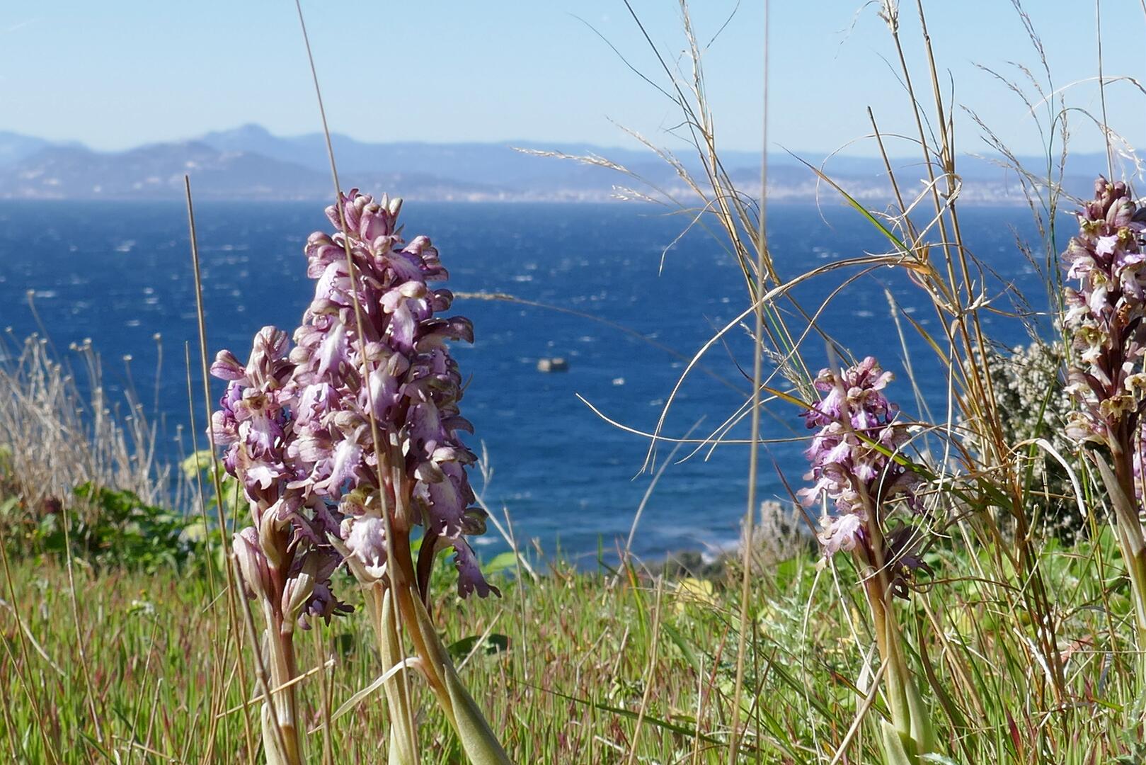 Orchis géant