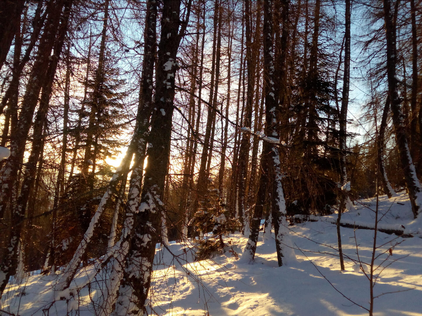Sortie en raquettes au lever du jour
