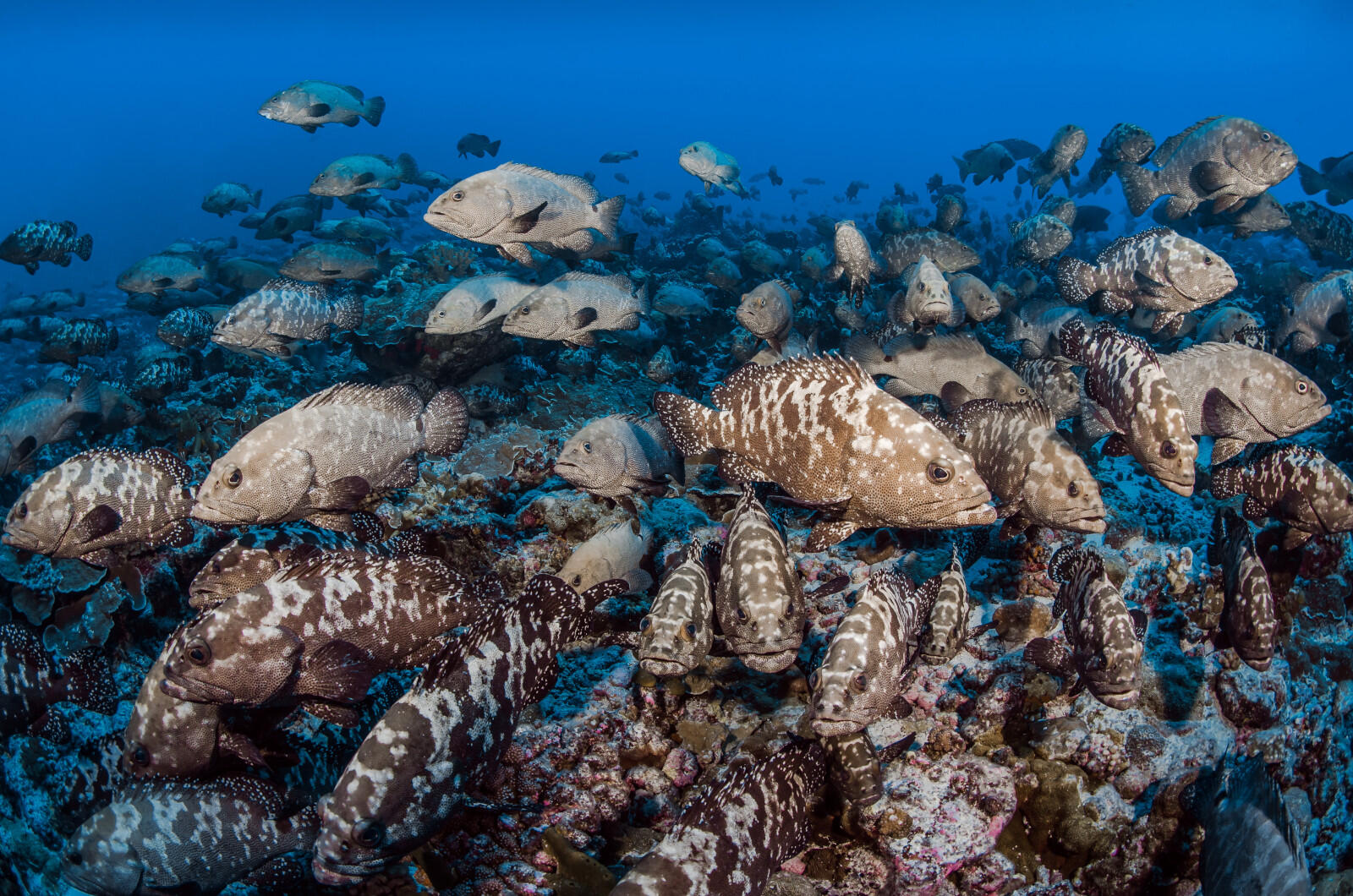 Réserve de Biosphère de Fakarava - Tahiti Tourisme