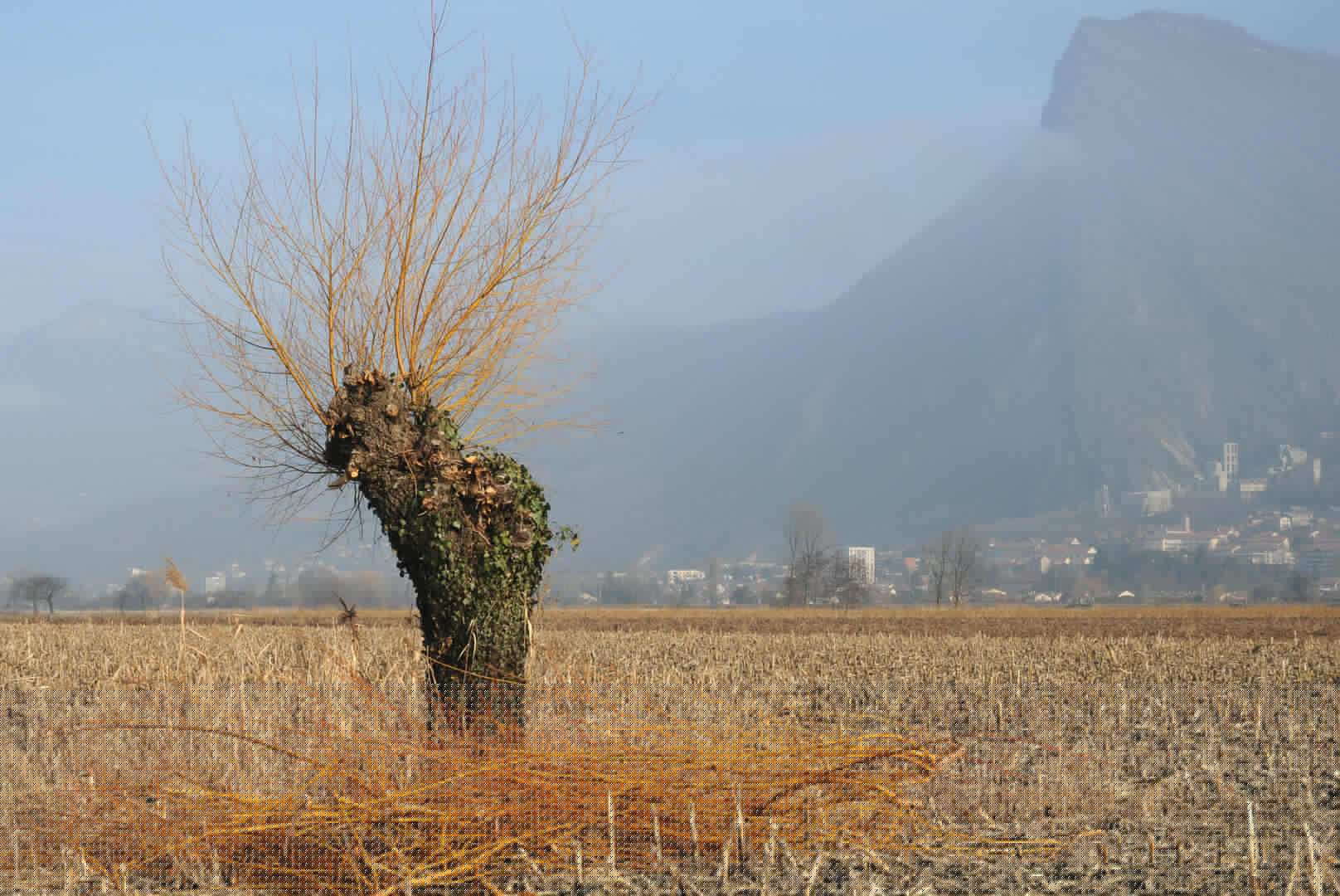 Inventaire participatif des arbres remarquables - La Terrasse_La Terrasse