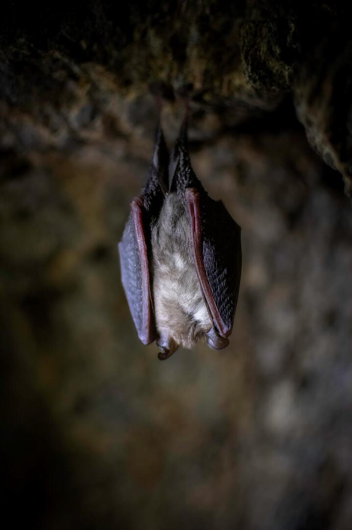 À la rencontre des chauves-souris_Sallèdes