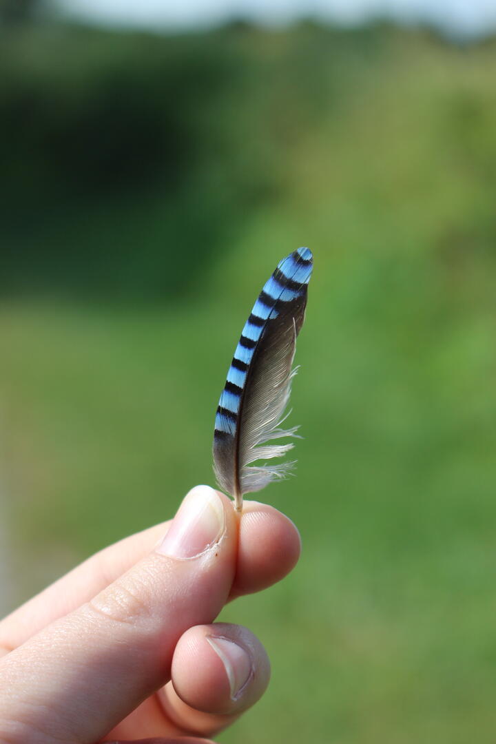 Plume