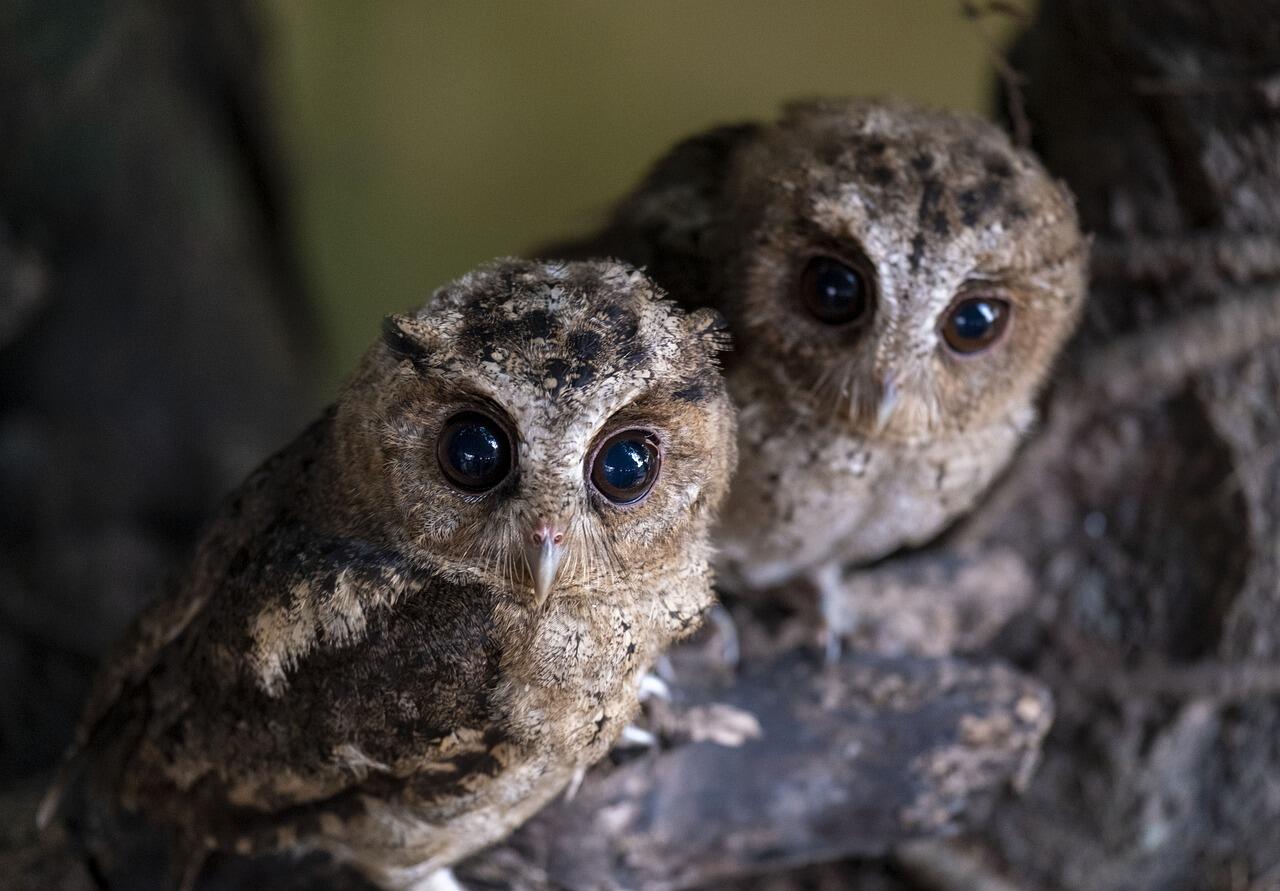 Pour les 4-7 ans : Les animaux de la nuit