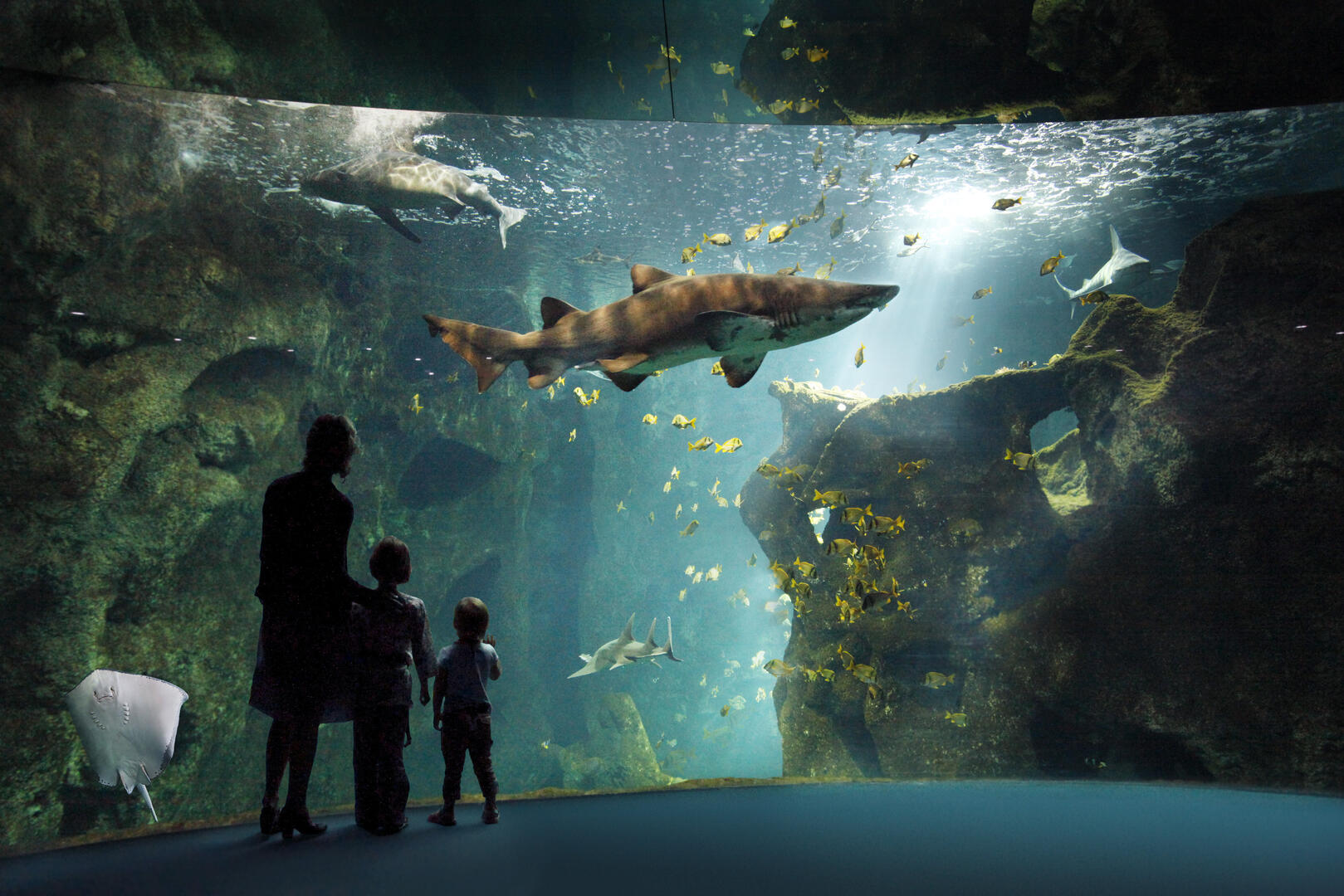 Balade immersive au cœur de l'Océan Aquarium de La Rochelle La