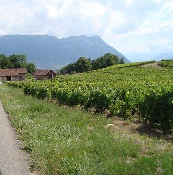 Vignoble