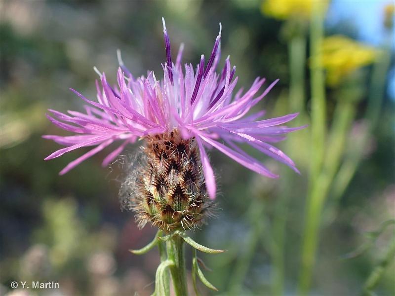 Conférence "Plantes de nos montagnes : savoirs ancestraux"_Molines-en-Queyras