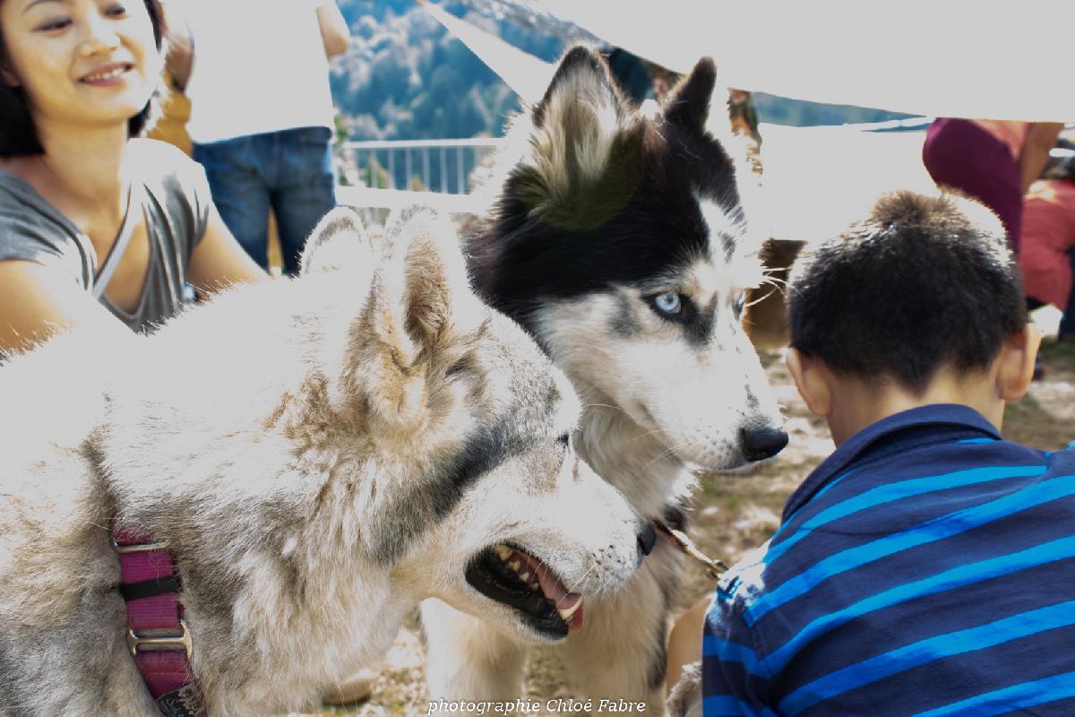 Mini musher - découverte chiens de traineau_Venosc
