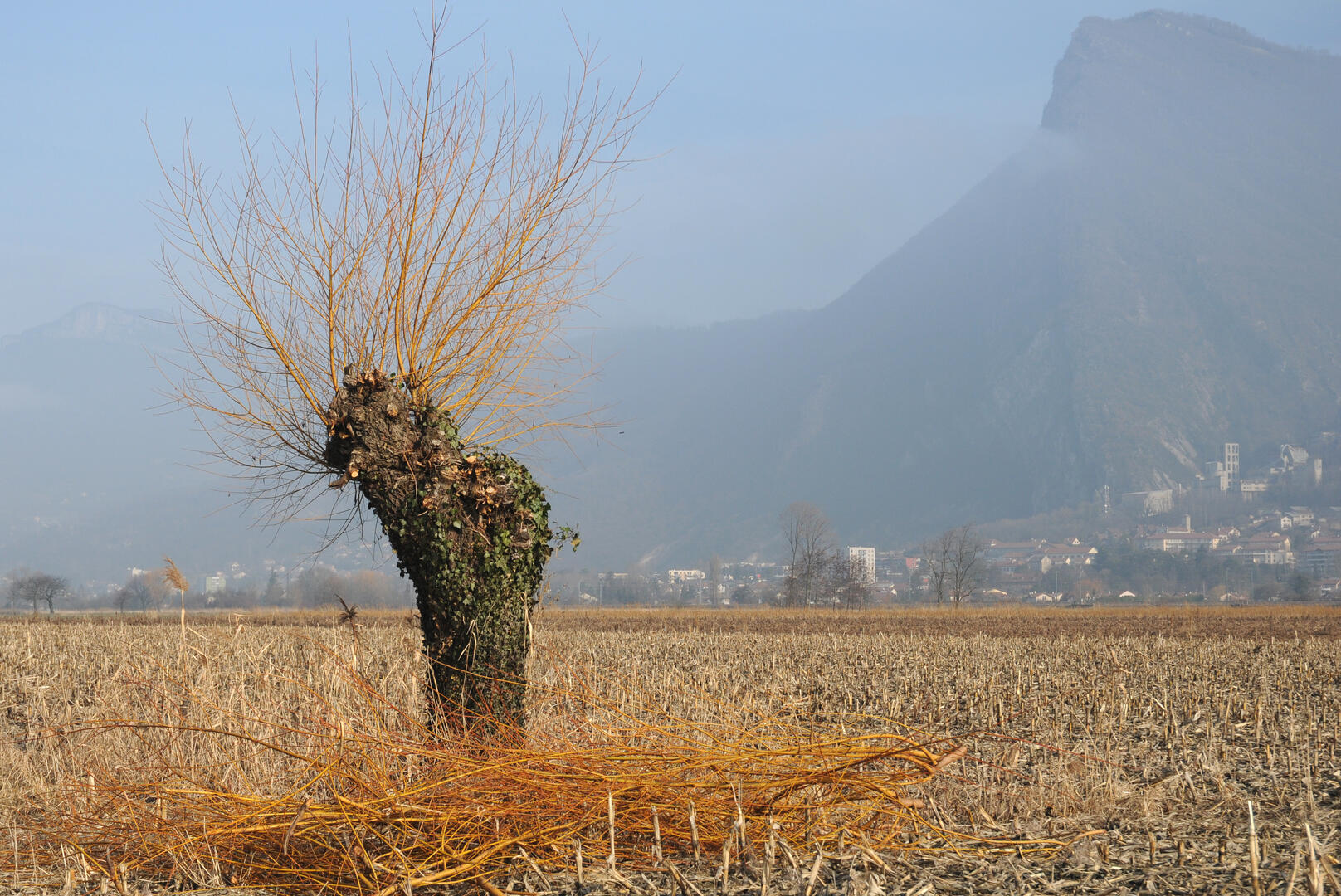 Inventaire participatif des arbres remarquables - La Terrasse_La Terrasse