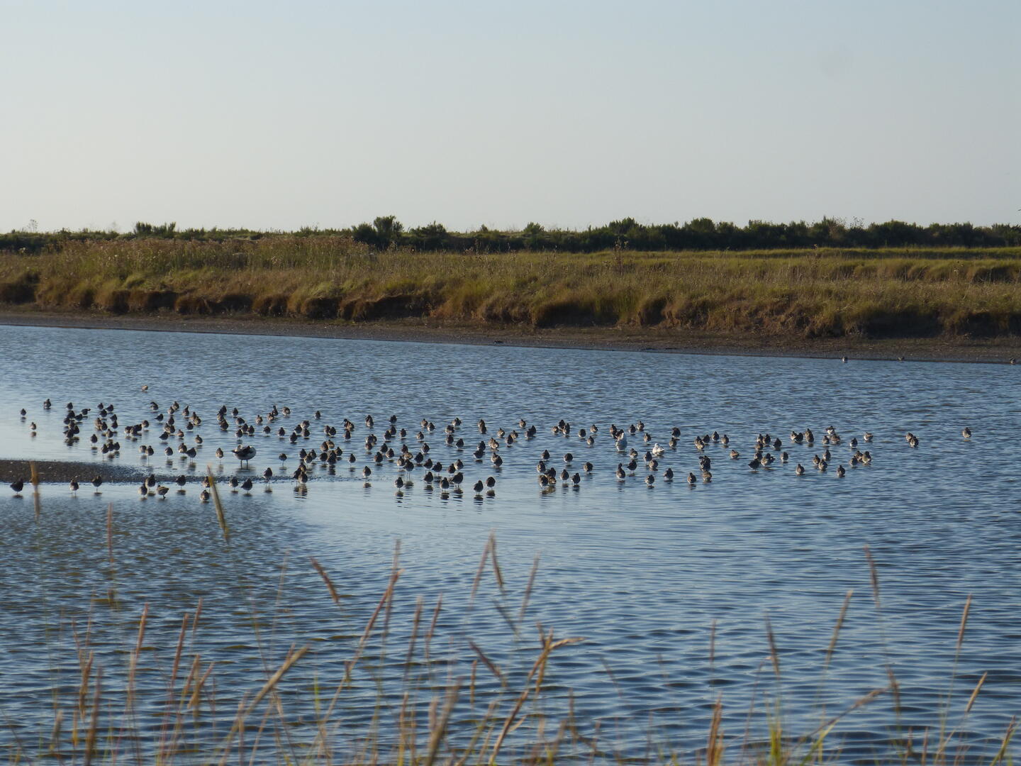 Reposoirs des oiseaux d'eau