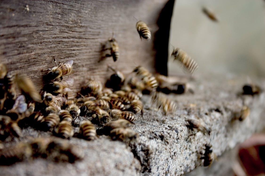 Découverte Apiculture
