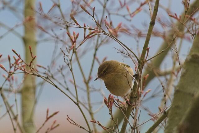 Balade observation des oiseaux