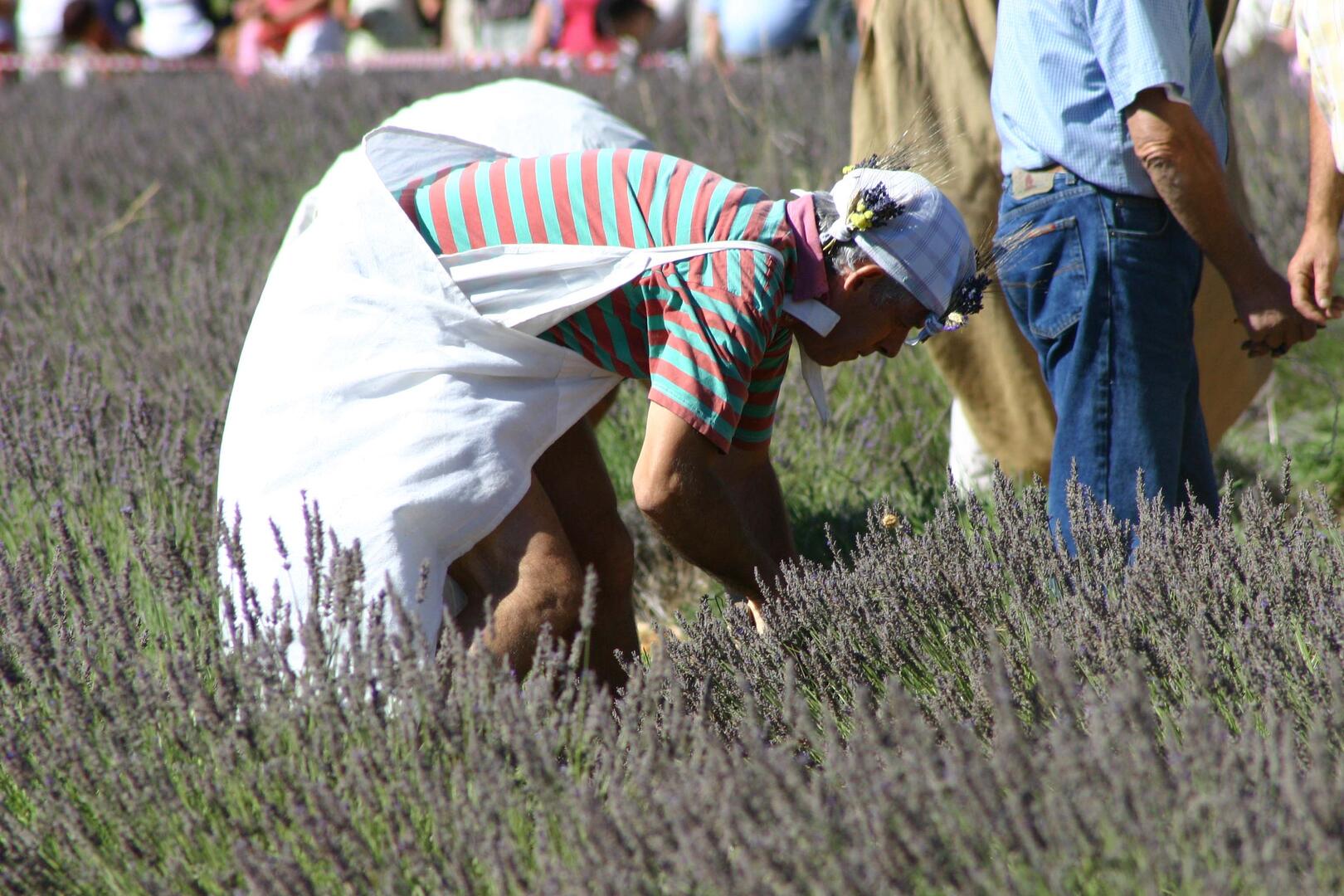 Fête lavande Sault