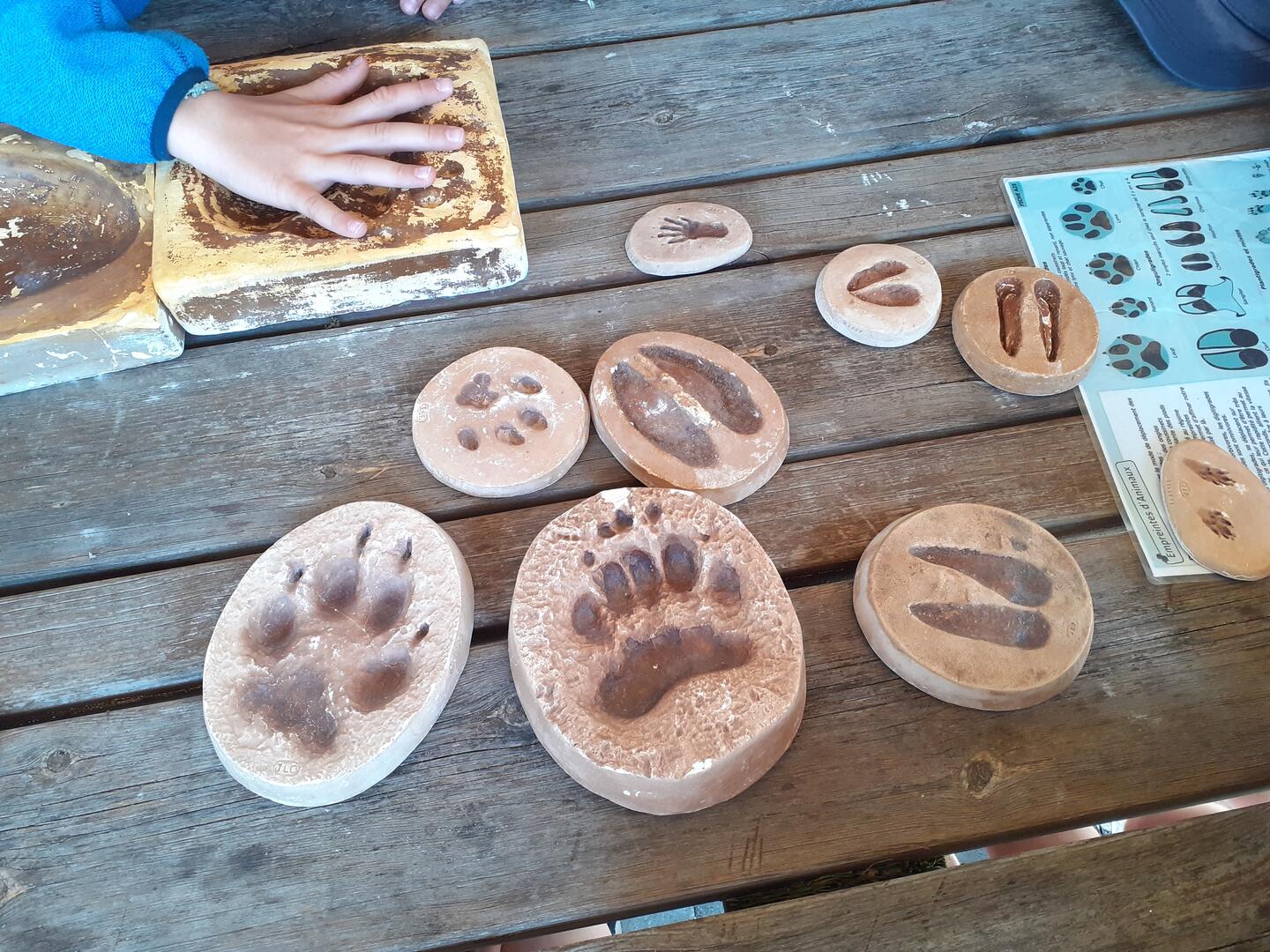 Animations estivales - Balade sur le Sentier du Fer et atelier "Empreintes d'animaux"_Le Haut-Bréda